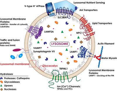 Lysosomes and Cancer Progression: A Malignant Liaison